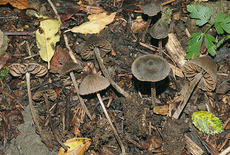 Fungo ingannevole - Quiz